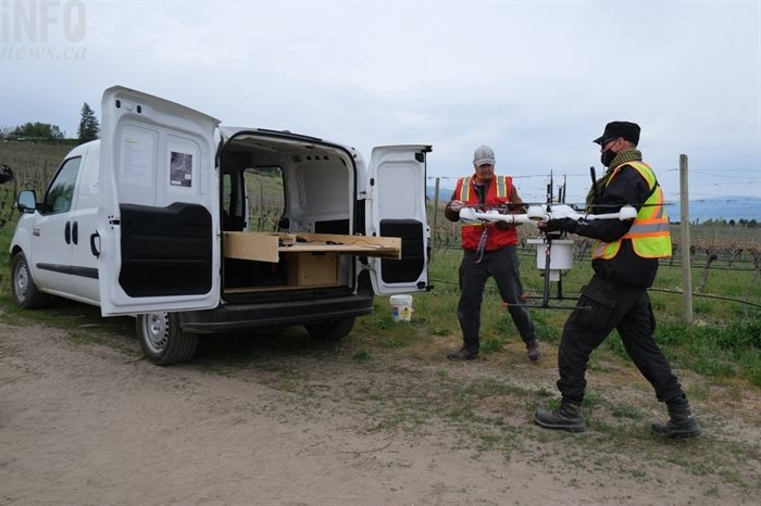 Okanagan-Kootenay Sterile Insect Release program members carry a drone used to distributing sterile moths back to their van after use in a Kelowna orchard, May 6, 2021.