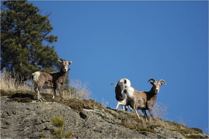 The McTaggert-Cowan wildlife management area protects bighorn sheep in the area.