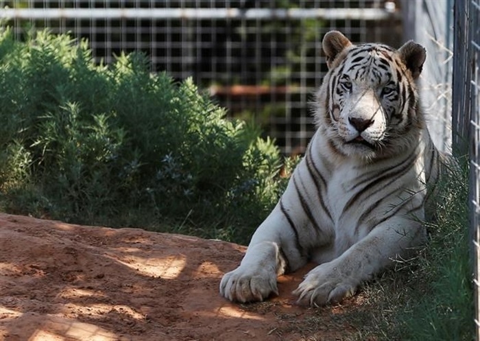 'Tiger King's' Jeff Lowe willing to give up big cats: lawyer | iNFOnews | Thompson-Okanagan's News Source - Vimarsana News