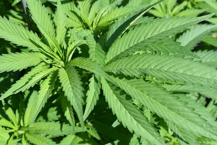 A cannabis plant is seen in this July, 2019, file photo.
