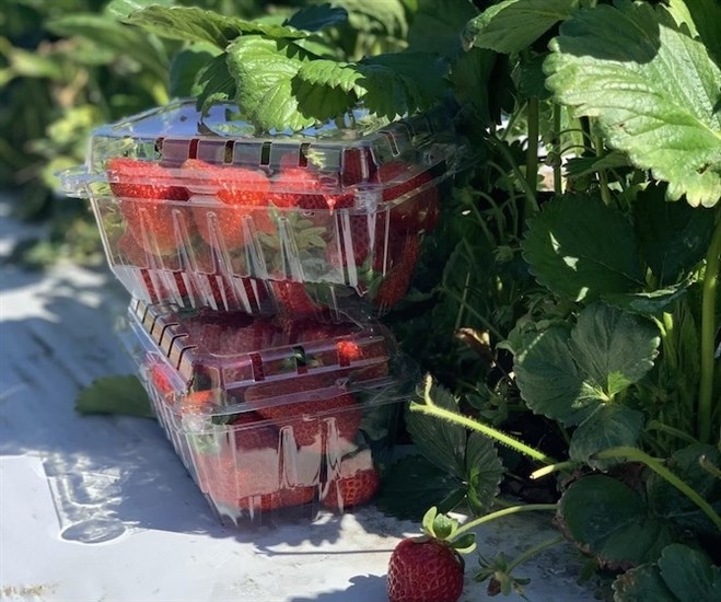 The first of this year's local strawberry crop is now available at Osoyoos fruit stands.