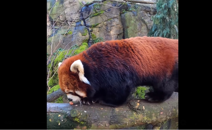 TRENDING NOW: Oregon Zoo's red panda goes on snacking spree | iNFOnews