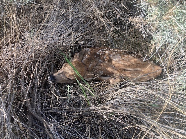 A fawn found in the Royal View Drive of Kelowna, June 1, 2021.