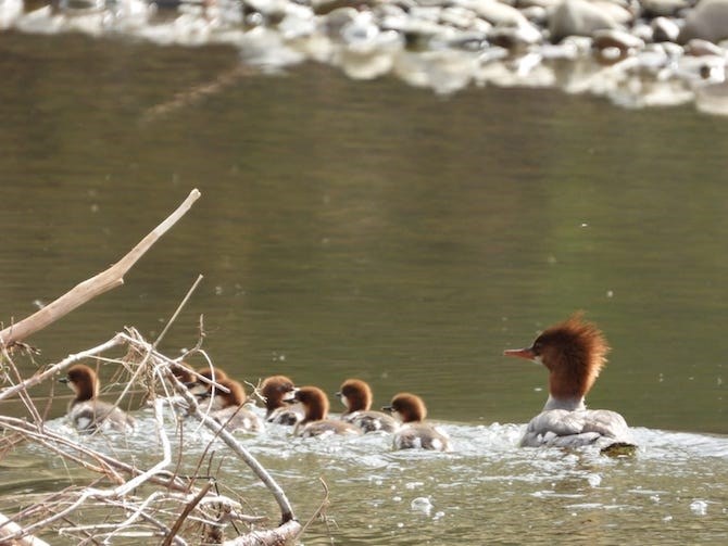 SImilkameen photographer Christy Quaedvlieg snapped this shot of a Merganser and her brood of eight on the Similkameen River.