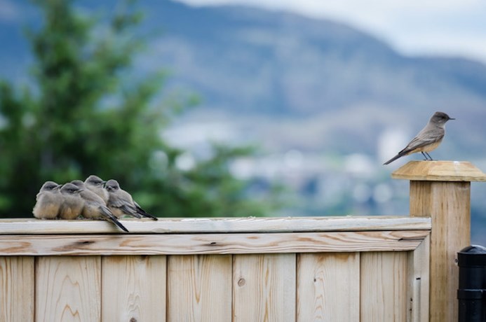 An adult flycatcher with five offspring is seen in Kamloops in this submitted photo.