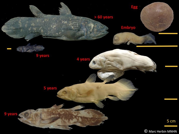 This image provided by Marc Herbin shows the development stages of the coelacanth fish. The 