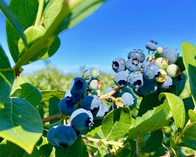 Picking blueberries is so much fun.