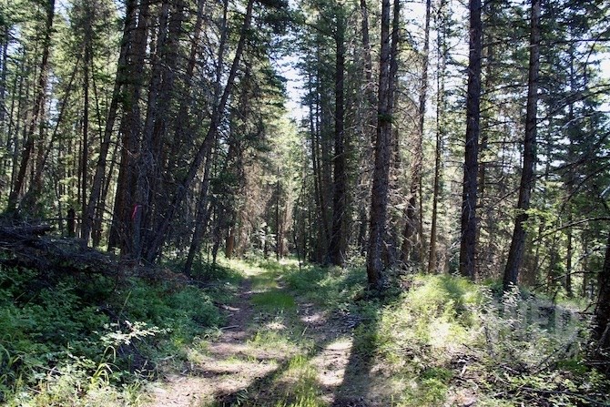 An old logging road makes for a gentle but longer walk down to the creek than taking the trail.