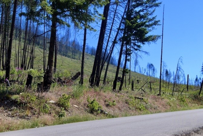 The 2017 Philpott Road fire led to this hillside above the road being clearcut. Gorman Bros. Lumber wants to avoid a fire doing the same below the highway.