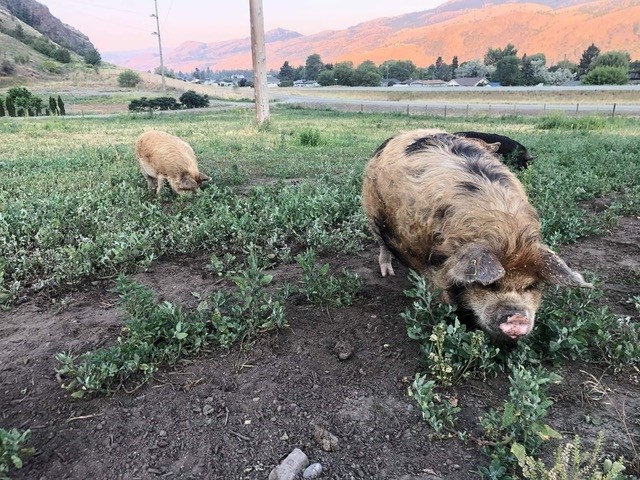 Pigs on the DeMarni family farm in Kamloops. Pigs need extra water to drink and to soak in during extreme high temperatures.