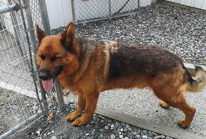 This dog was seized by the B.C. SPCA after it was seen in a crate that was strapped to the back of an RV, travelling across the province, June 27, 2021.