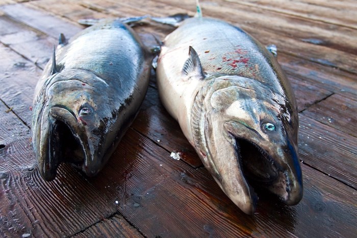 Close to half of B.C.'s 28 southern coast chinook populations are endangered or at risk.