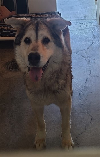 Male husky (tri-coloured), approximately nine years old, found on Two Mile Road, Lytton.