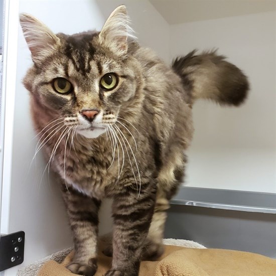 Neutered male, domestic medium-haired (brown tabby), approximately four years old, found in Lytton.