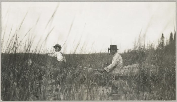 Anishinaabe man and boy in canoe harvesting manoomin (wild rice) in 1919. 