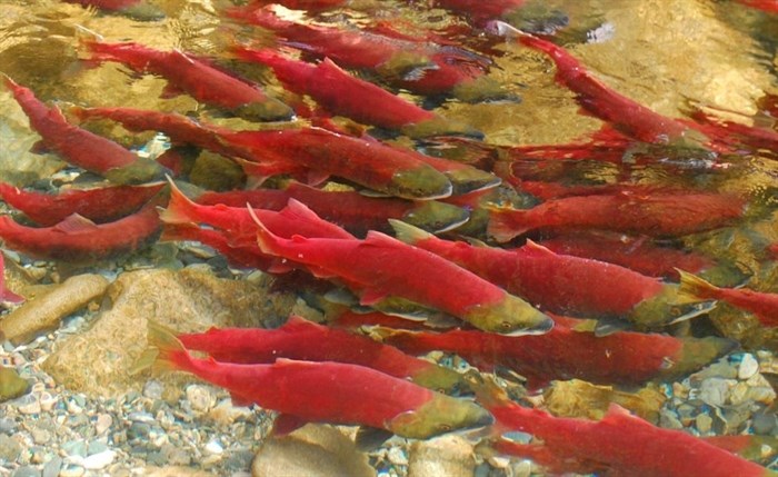 Many sockeye salmon stocks are collapsing, and conservationists worry pathogens amplified by fish farms are an added stress.