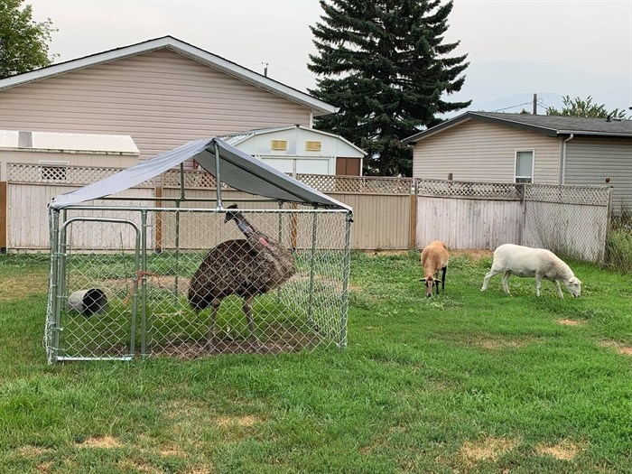 A temporary kennel for an emu that was transported to safety during an evacuation order in Pritchard due to White Rock Lake wildfire.
