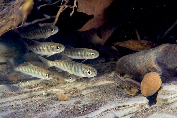 Juvenile salmon, especially coho and chinook, need to spend at least a year in freshwater nursery habitat that is largely inaccessible in the lower Fraser.