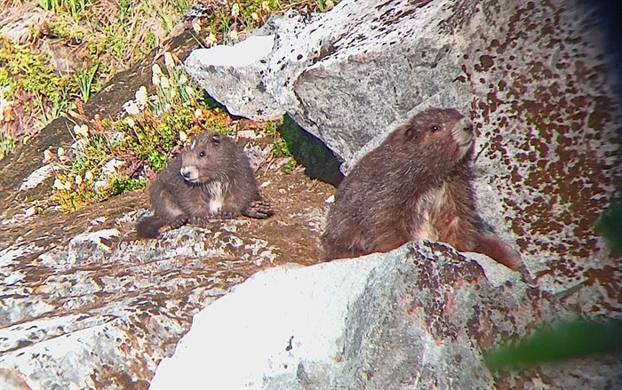 Endangered Vancouver Island marmots, known affectionately as whistle pigs, live on remote alpine slopes.