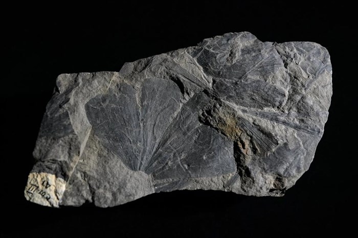A Late Cretaceous ginkgo leaf fossils from Alaska's North Slope is seen at the National Museum of Natural History in Washington, Friday, June 4, 2021. What’s special about ginkgo trees is that their fossils often preserve actual plant material, not simply a leaf’s impression. And that thin sheet of organic matter may be key to understanding the ancient climate system — and the possible future of our warming planet.