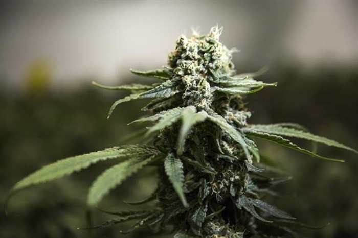 Cannabis plants grow inside of Thrive Cannabis' production facility in Simcoe, Ont. Tuesday, April 13, 2021. Cannabis retailer Fire and Flower Holdings Corp. has signed a deal to buy the company behind the PotGuide cannabis website for US$8.5 million in cash and shares.