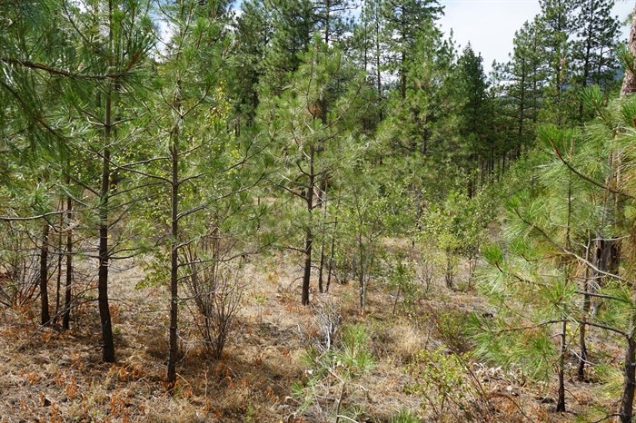 An example of an overgrown forest area, where trees of every size prevent other forms of life from fully utilizing the land, while presenting a greater risk in the event of a wildfire.