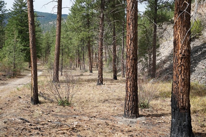 The well-managed section of PIB forest that underwent a prescribed burn four months earlier	