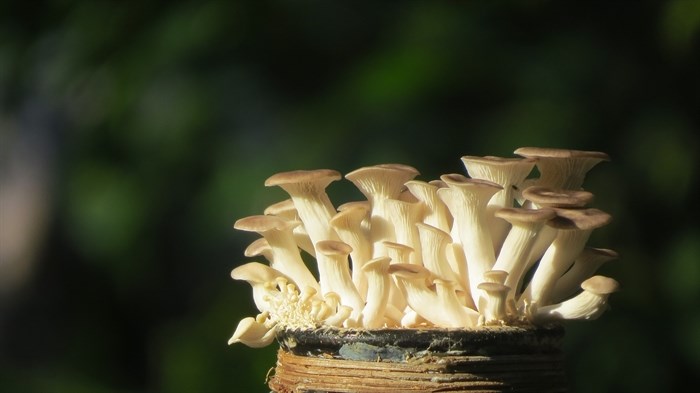 FILE PHOTO - Oyster mushrooms