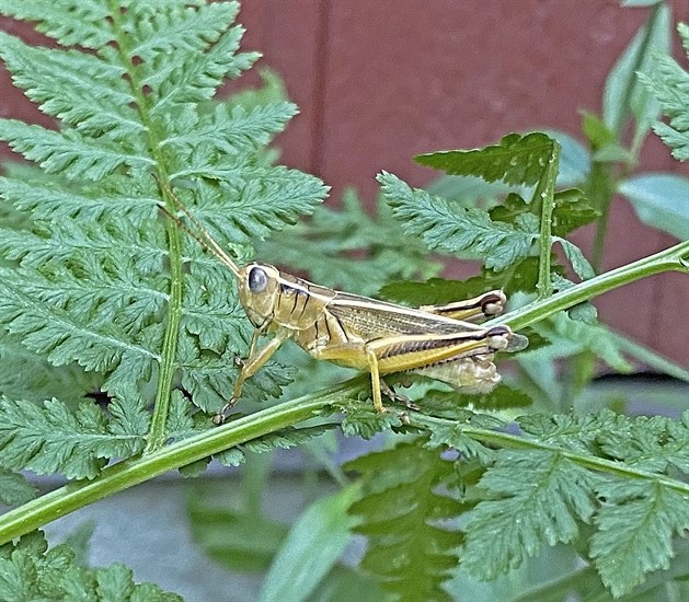 Grasshoppers tend to do well during hot and dry summers.