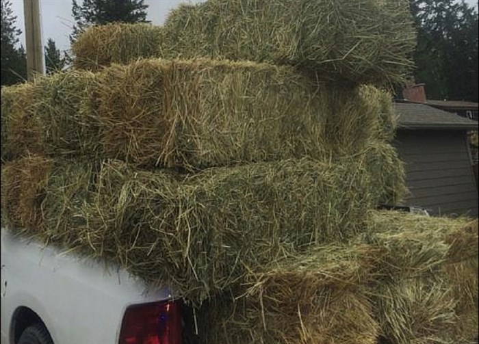 An unsecured load of hay on a truck bed.