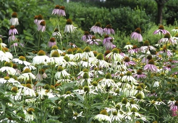 This undated photo shows echinacea plants in New Paltz, N.Y. Echinacea is one of many flowers that grows well even in dry summers.
