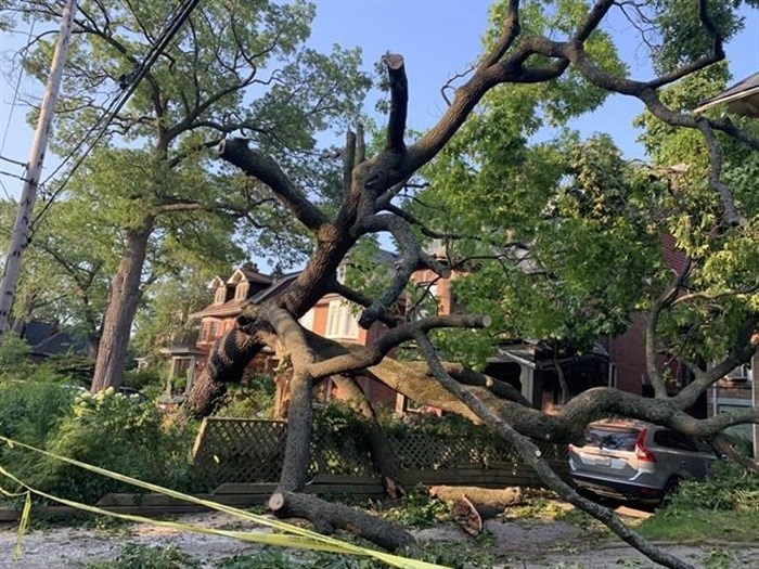 A fallen tree lies on the ground after striking two neighbouring houses in the High Park neighbourhood of Toronto on Aug. 20, 2021. While most homeowners love the idea of a grand old tree on their property, it can be costly in the event that one comes down. Experts advise people to check their insurance coverage and consider preventative maintenance if they have concerns.