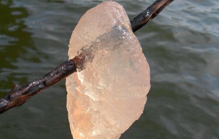 Freshwater bryozoan jelly.