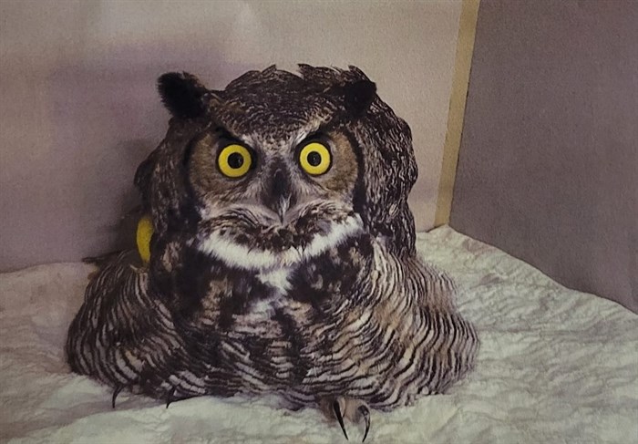 An injured owl from Vernon in the OWL Rehabilitation facility in Delta, receiving care for a broken wing.