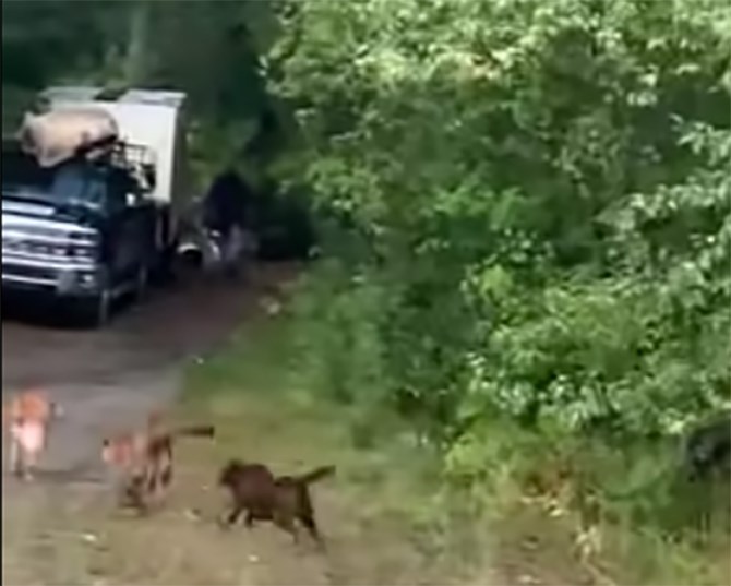 A moment before the cougar, middle, attacks the golden retriever on the left, while the brown dog chases.