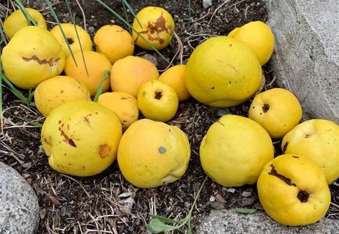 A Peachland woman discovered quince fruit growing in her backyard and is making jelly out of it.