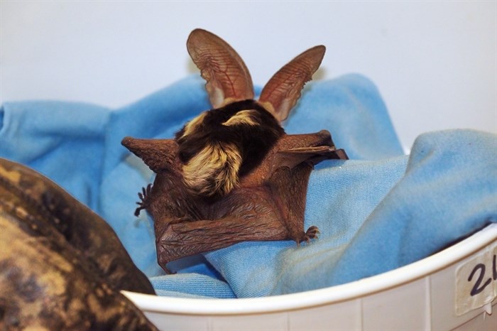 A rare spotted bat found on a Chilliwack resident`s balcony.
