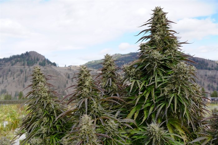 FILE PHOTO - Cannabis at SpeakEasy Cannabis Club Ltd. A resort in Kelowna will be the joint that hosts the 2022 B.C. Cannabis Summit.
