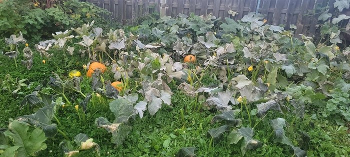 A pumpkin patch in a garden in Kamloops.