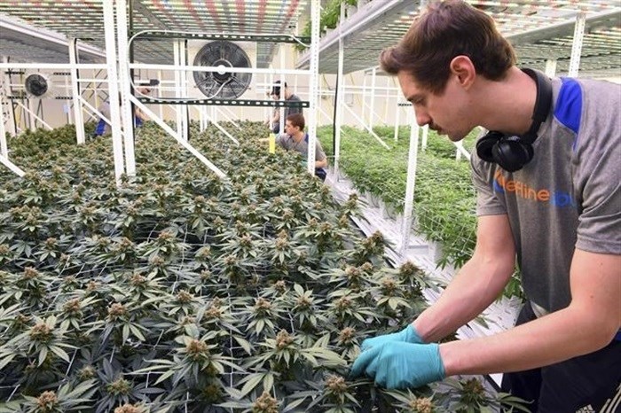FILE - In this Feb. 21, 2019, file photo, cultivator Hunter Rogness prunes fan leaves from marijuana plants in the Leafline Labs grow center in Cottage Grove, Minn. Workers' compensation for injured employees doesn't cover medical marijuana, the Minnesota Supreme Court ruled Wednesday, Oct. 13, 2021, because the drug remains illegal under federal law.