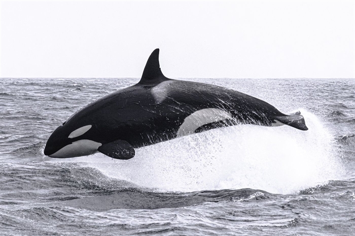 Mysterious type of orca is the big game hunter of the sea