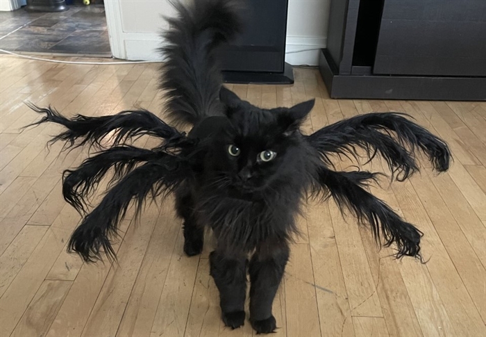 Spider outfit for store cats