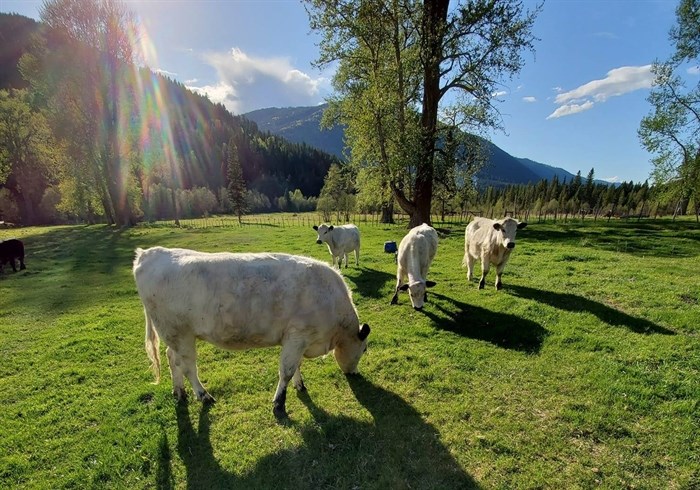 Canadian speckle park cattle are seen grazing at a farm in Heffley Creek near Kamloops in this undated photo.