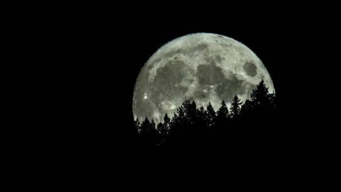 Photo of last night's full moon framed by pine trees.