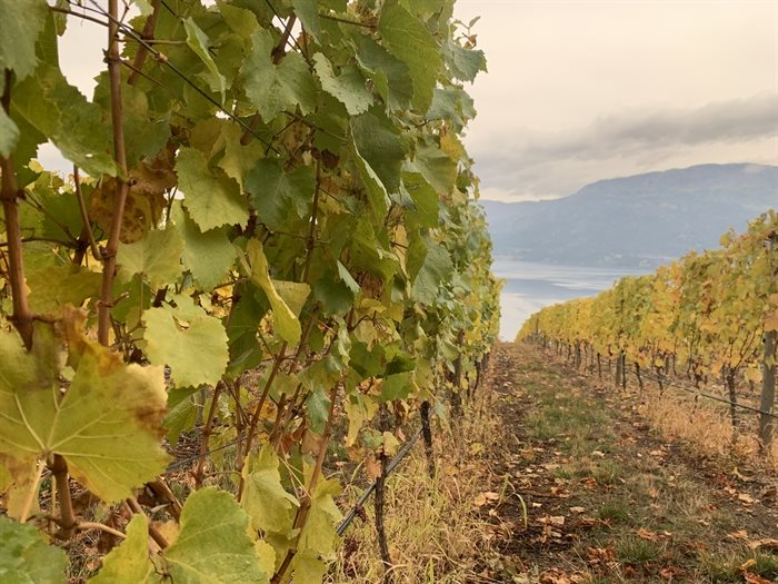 Take a walk through the vineyards while staying at the Cottage Inn The Vines.