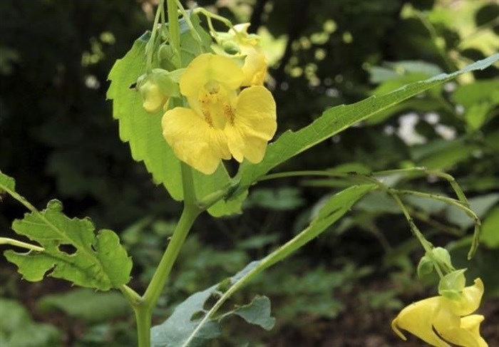 This undated photo shows pale touch-me-not flowers in New Paltz, N.Y. Related to our cultivated impatiens, pale touch-me-not is considered be some people to be a weed, by others to be a wildflower.