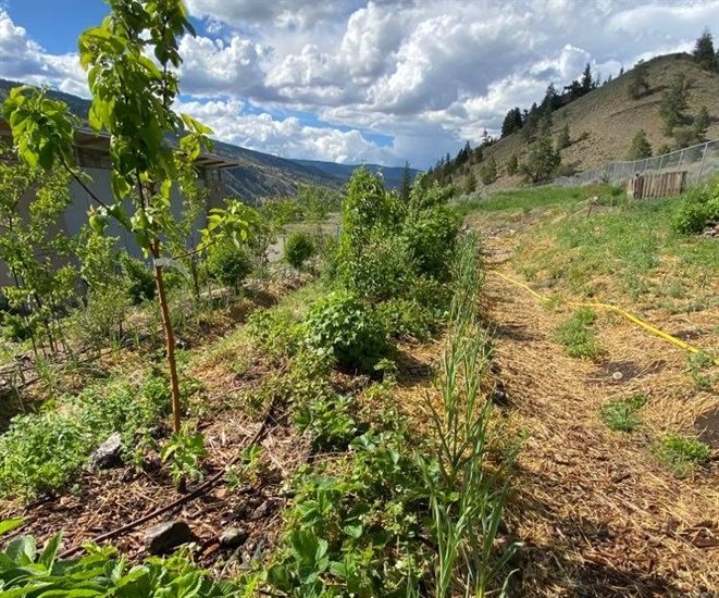 A food forest at the Skeetchestn Community School near Kamloops. 