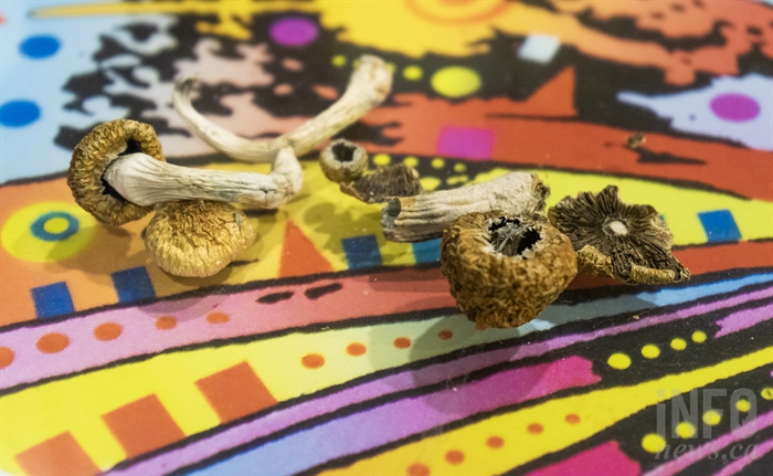 A handful of magic mushrooms.