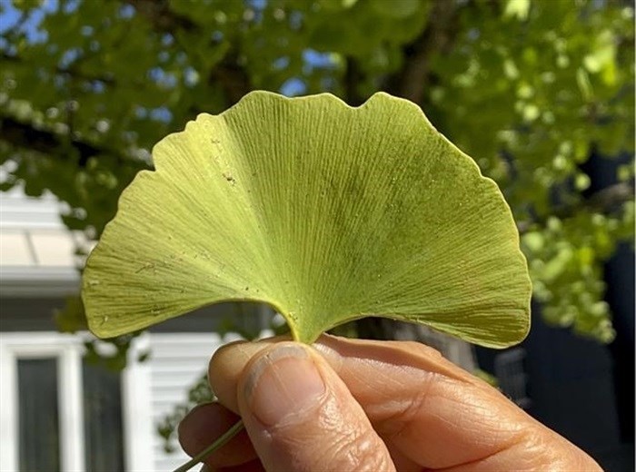 This undated photo shows a ginkgo leaf in New Paltz, NY. In addition to their fan shape, leaves of ginkgo trees have a unique venation pattern indicating its origin of this genus millions of years ago.