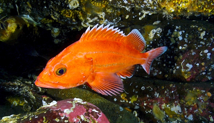 Yelloweye rockfish, pictured above, can live more than 100 years. The species was found in biological hot spots along the central coast during a recent study.